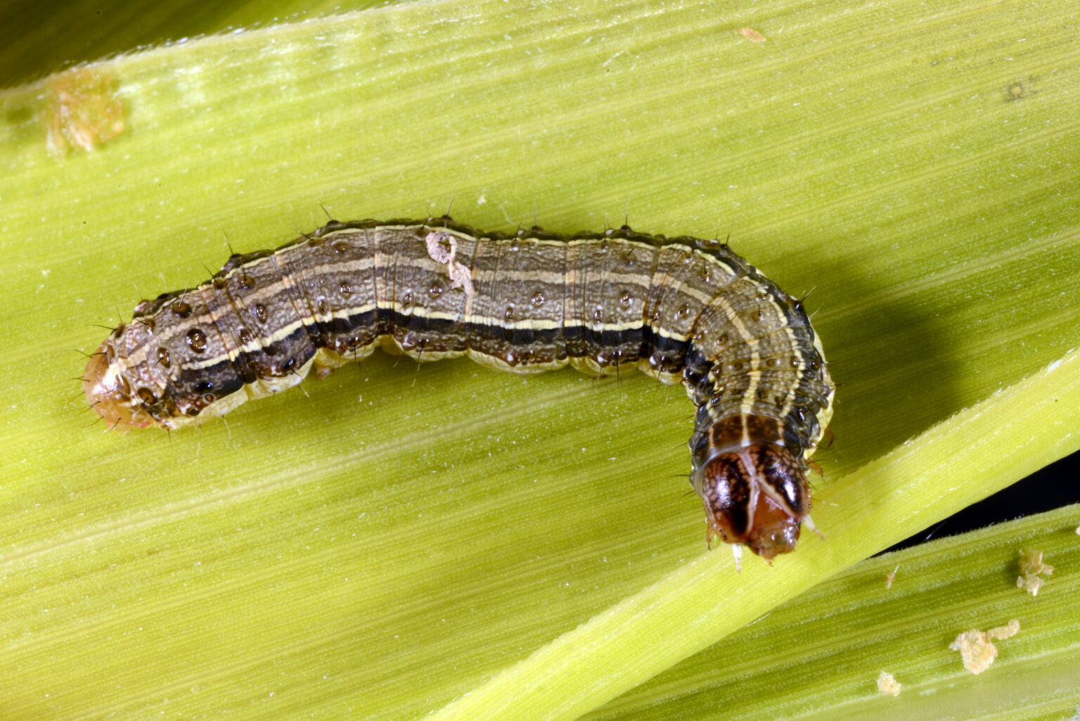 FAW larva