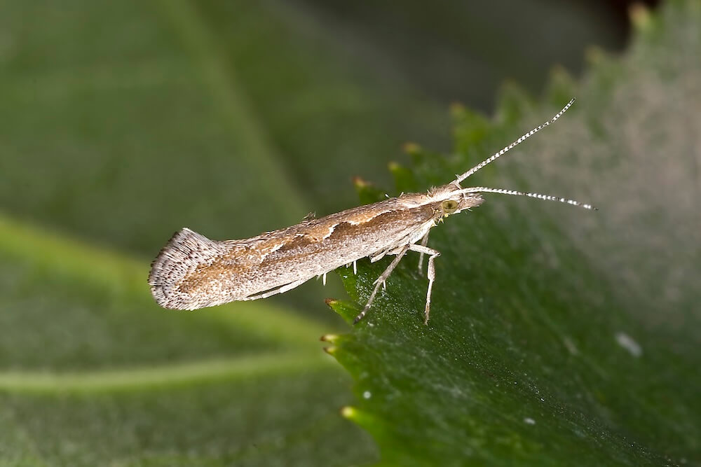 Adult diamondback moth