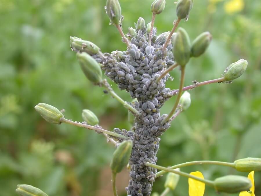 Cabage aphids.