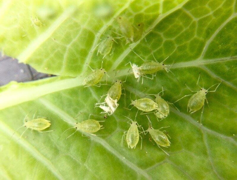 Green peach aphid.