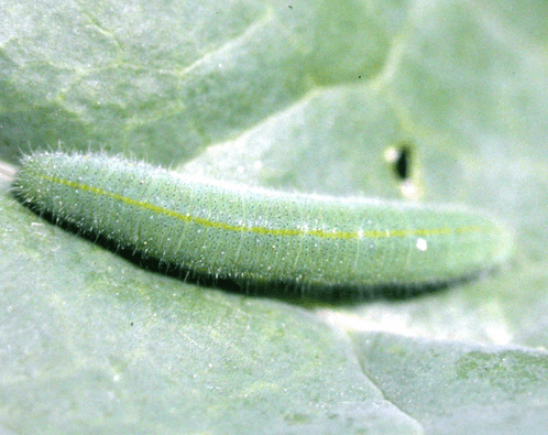 ICW larva