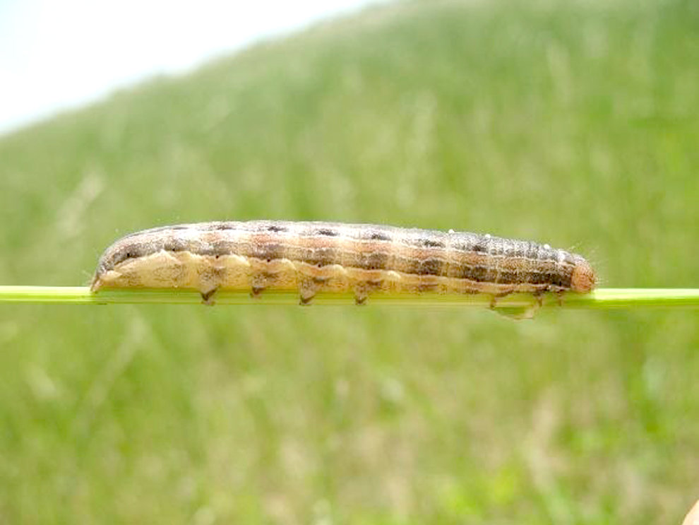 Armyworm larva