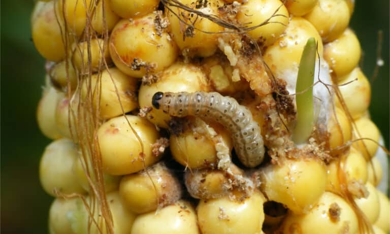 Larva on corn.