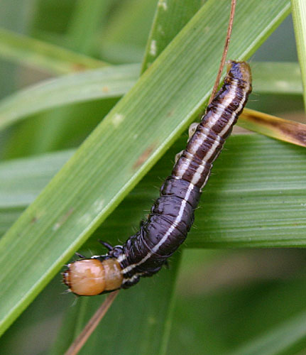 Stalk borer larva.