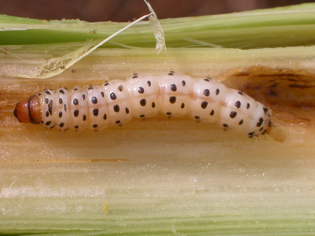 SW corn borer larva.