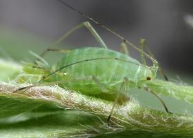 Alfalfa Pests>Blue alfalfa aphid (photo credit: Iowa State Univ.)