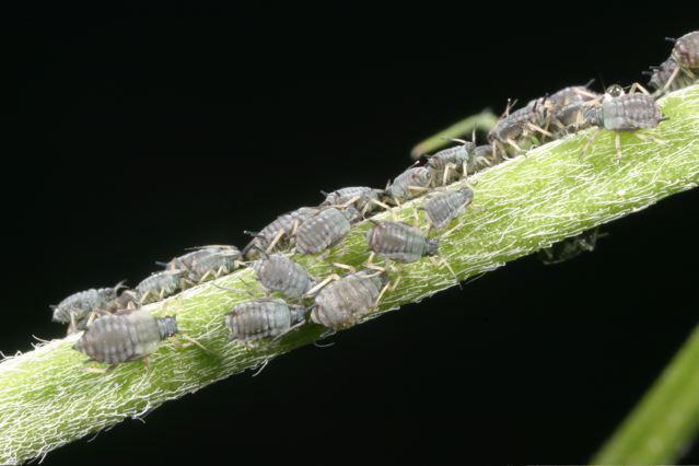 Alfalfa Pests>Cowpea Aphids