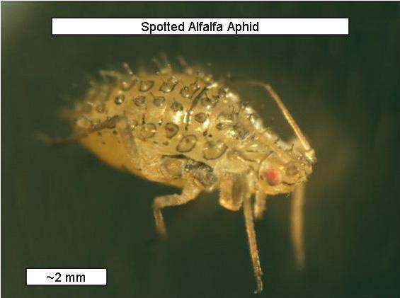 Alfalfa Pests>Spotted_Alfalfa_Aphid.jpg
