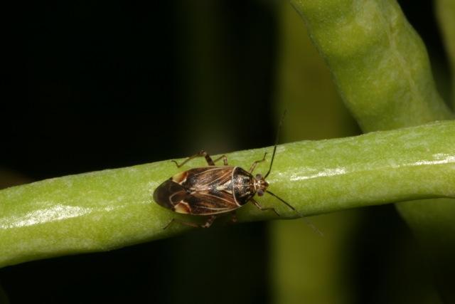 Plant Bugs | Canola | Crop Pests | Insect Information | Extension