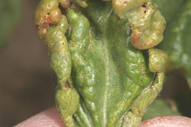 Cotton Insects>Thrips Damage 2
