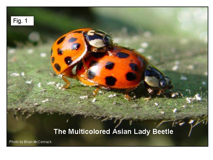 Multicolored Asian Lady Beetle Fig. 1.JPG