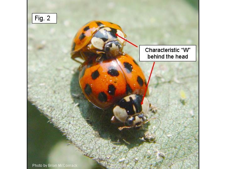 Multicolored Asian Lady Beetle  Fig. 2.JPG