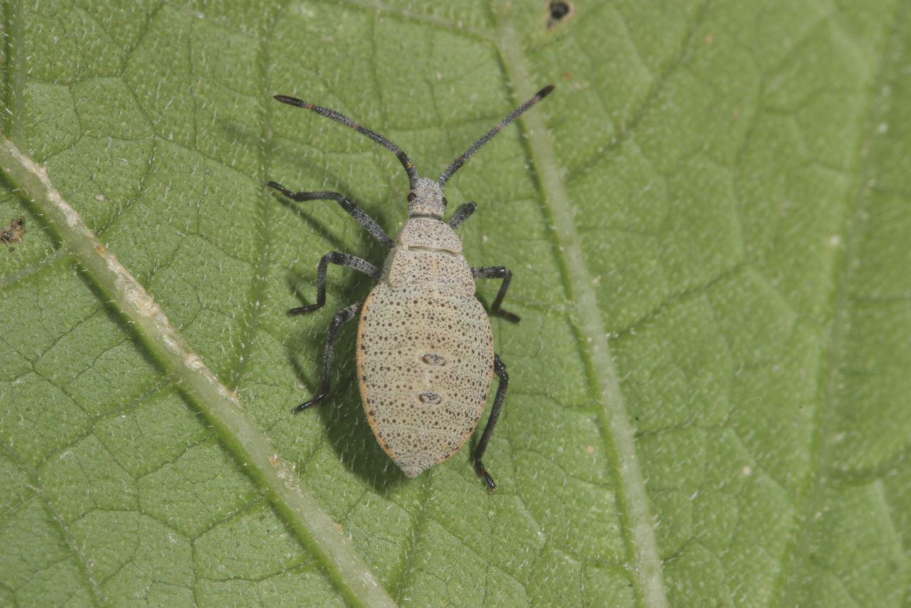 Insect Photo Gallery Extension Entomology Kansas State University