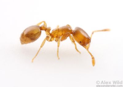 kafir ant