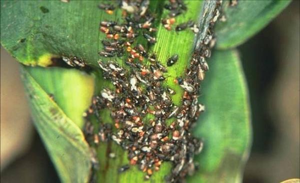 Sorghum>More chinch bugs