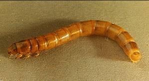 Sorghum>False Wireworm