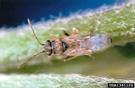 Sorghum>False chinch bug