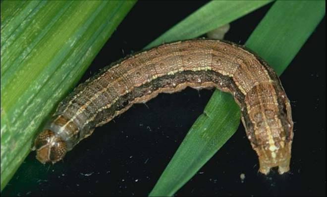 Sorghum>Fall Armyworm