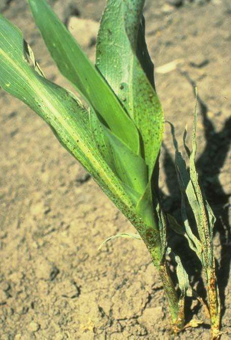 Sorghum>False chinch bug damage