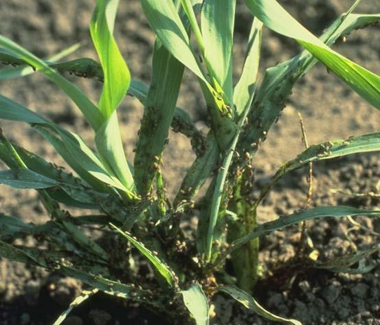 Sorghum>False chinchbugs on sorghum