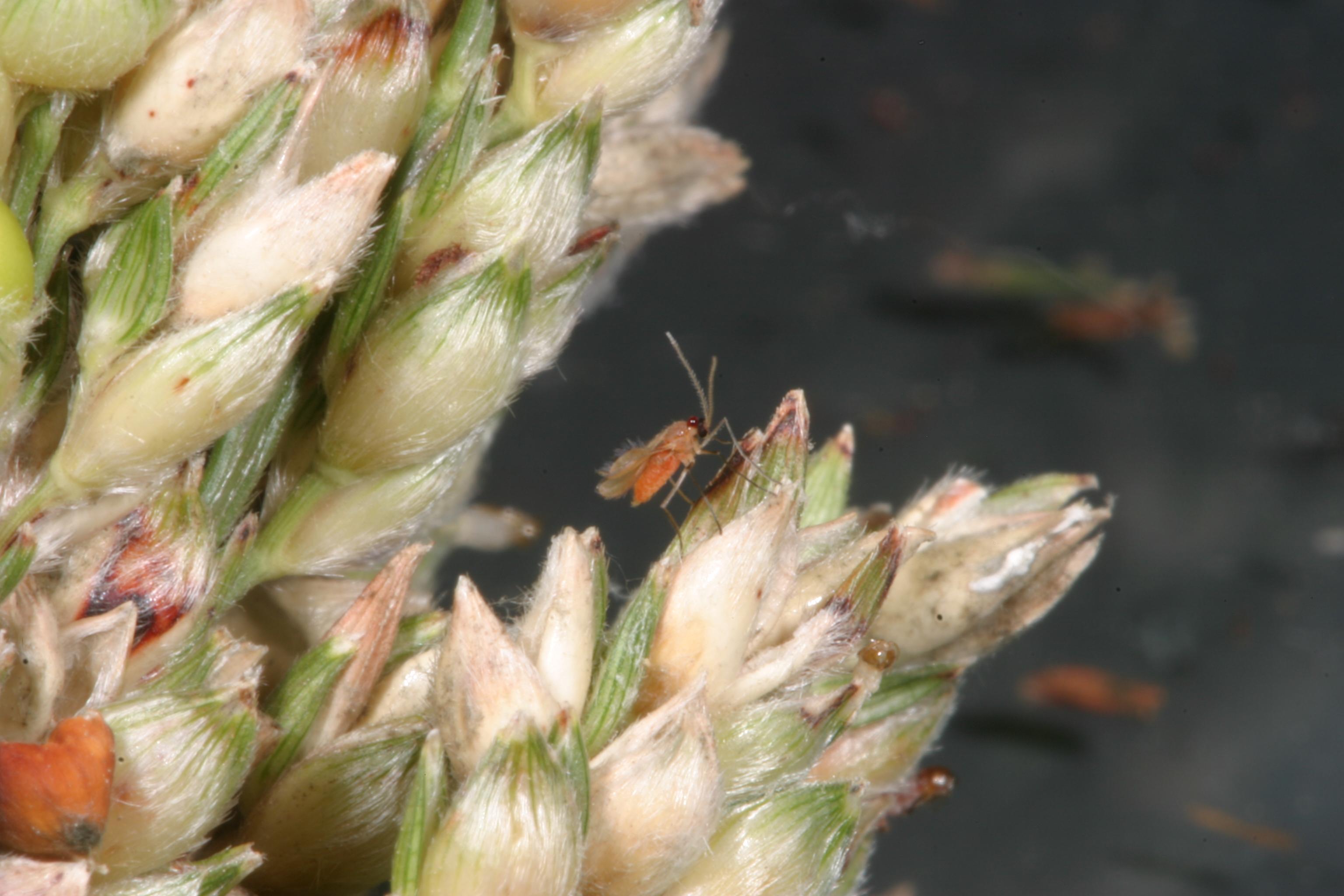 Sorghum Insects>Sorghum Midge.jpg