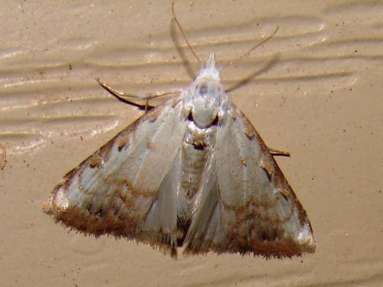 Sorghum>Sorghum webworm moth.  Photo credit: Steve Scott