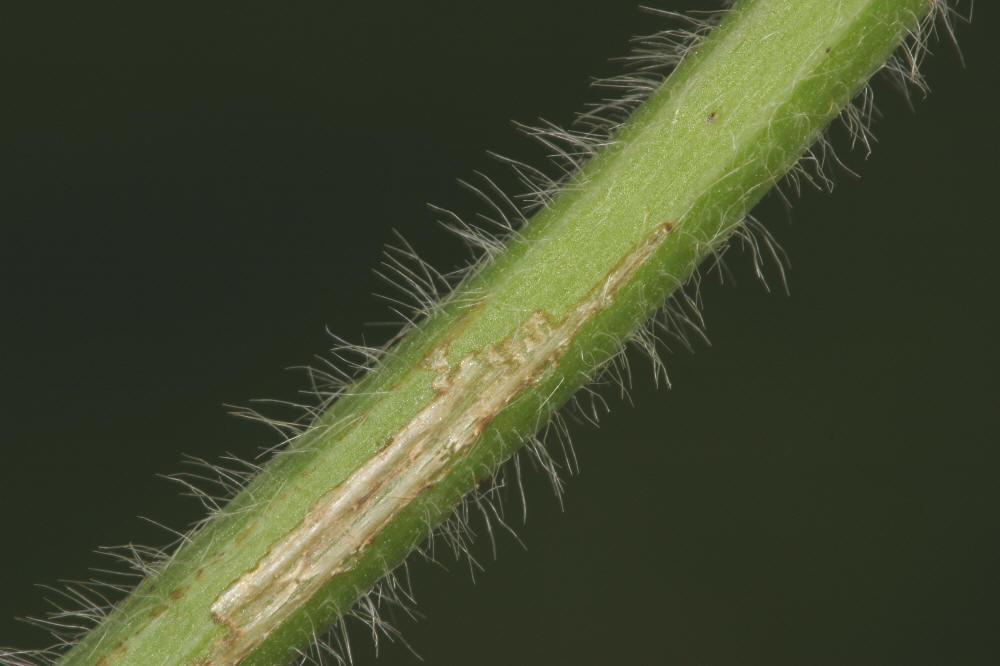 Soybean>Feeding Scars on Leaf Petiole from Soybean Stem Borer .jpg