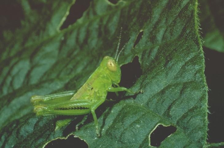 Soybean>Grasshopper_nymph.jpg