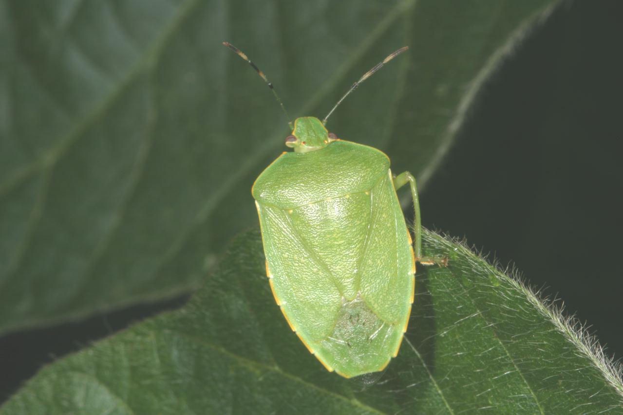 Green Stinkbug on Soybean