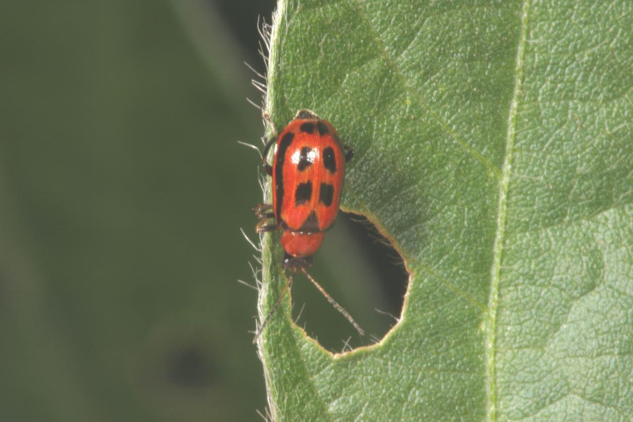 Bean Leaf Beetle on Soybean Leaf