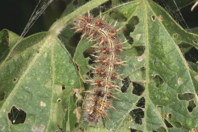 Soybean>Painted lady caterpillar on soybean leaf .jpg