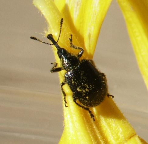 Picture of Head Clipping Weevil