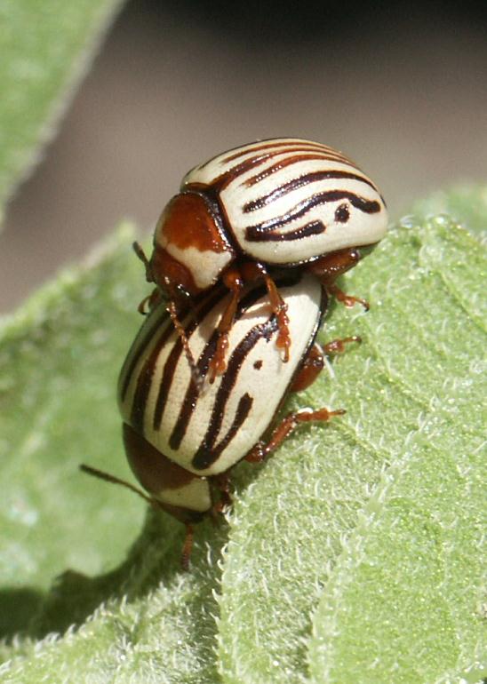 Picture of Sunflower Beetles
