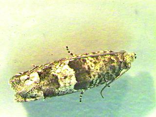 Picture of Sunflower Root Moth