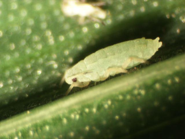 Crop Pests