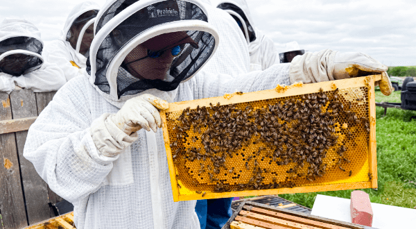 Student holding a hive frame checking it for its condition
