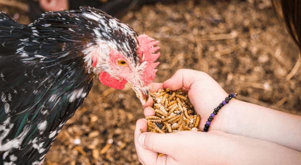 Poultry eating insects from hands of a producer wearing a purple bracelet