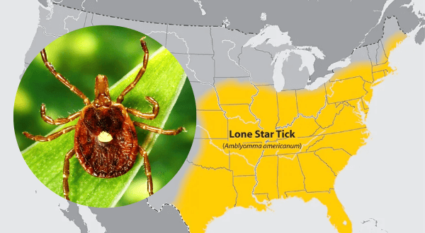 Map of lone star tick location and a tick with a white dot on its back
