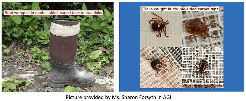 Boot with wrapped double-sided carpet to trap ticks. Ticks caught in double-sided carpet tape.