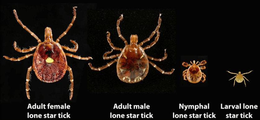 Lone star tick at different stages