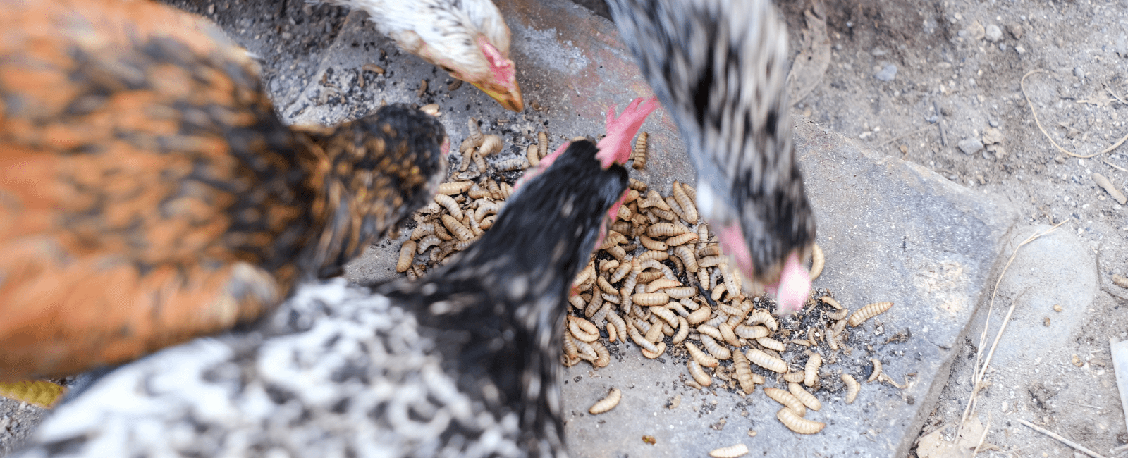 chickens pecking into a insect feed