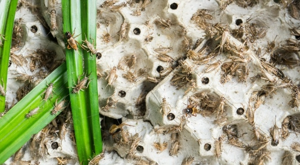 crickets in a farm