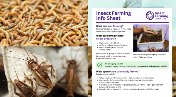 A sneak peak of the Insect Farming Info Sheet on top of images of crickets and mealworms
