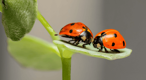 Picture of lady bugs