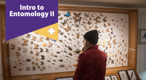 student looking at bug display with Intro to Entomology II overlayed on top