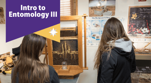 student looking at bee habitat with Intro to Entomology III overlayed on top