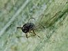 Aphid