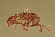 Legionary ant