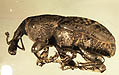 Stenophorus