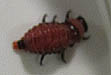 Colorado Potato Beetle larva